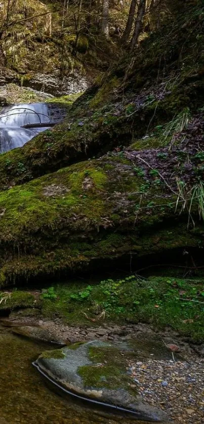 Serene forest waterfall with lush greenery.