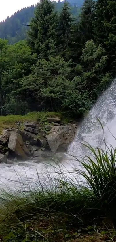 Tranquil forest waterfall with lush greenery.