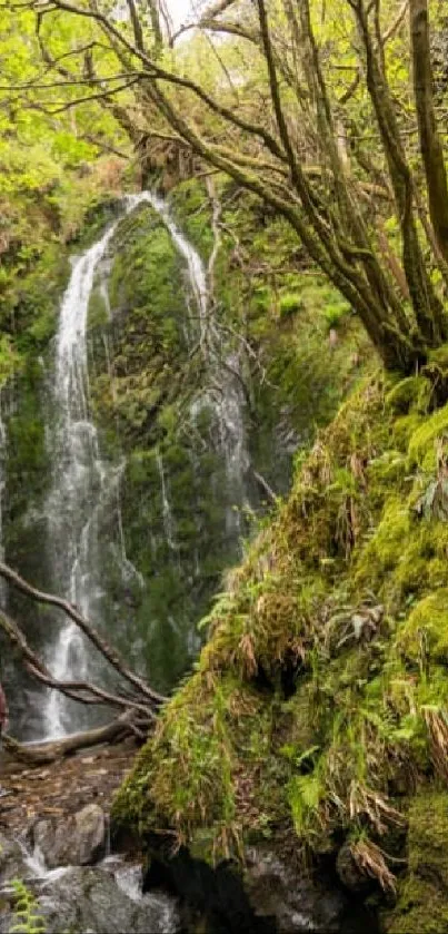 Tranquil waterfall in a lush green forest setting.