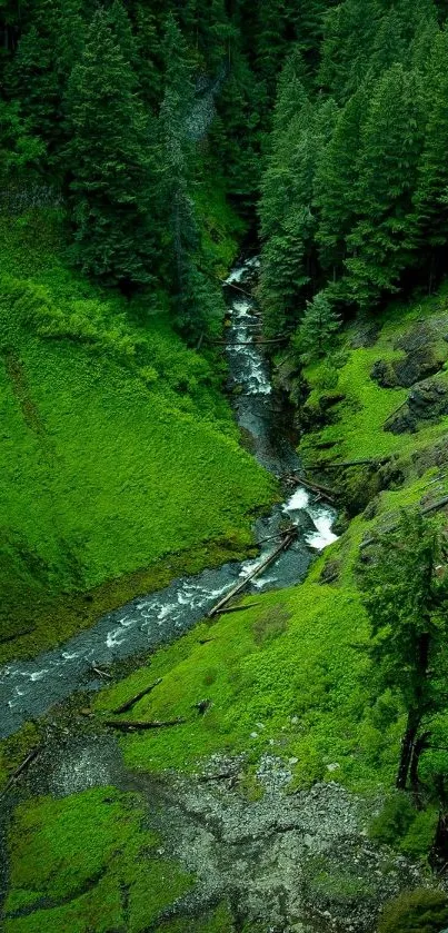Lush green forest with a cascading waterfall.
