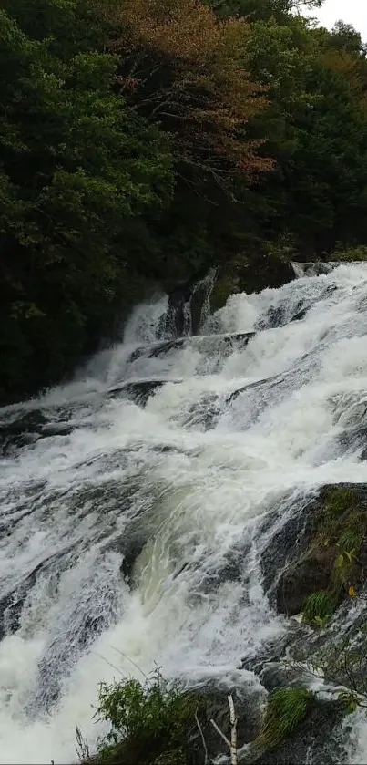 Beautiful forest waterfall with lush greenery and cascading water.