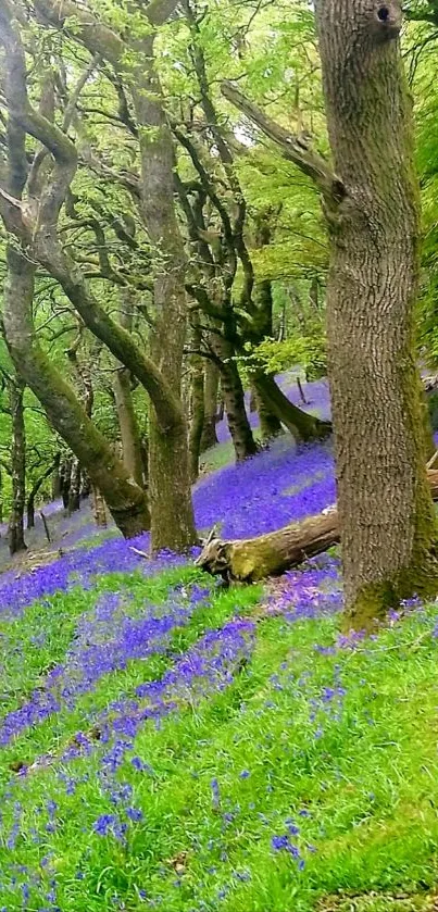 A lush forest scene with vibrant blue flowers and towering trees.