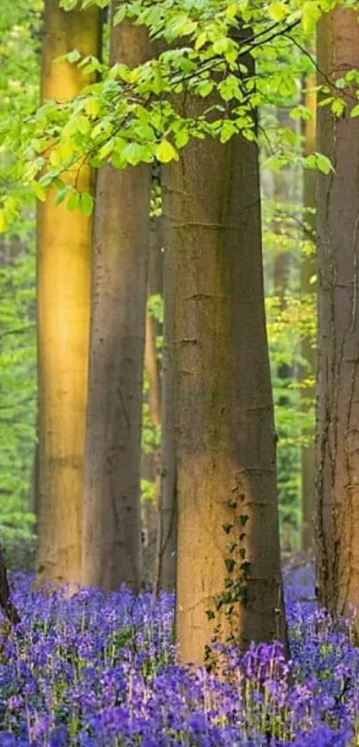 Sunlit forest with vibrant bluebells and green foliage.