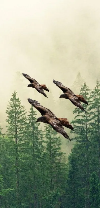 Majestic eagles soaring above a misty forest landscape.