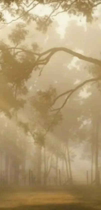 Serene forest with sun rays streaming through the trees in a misty morning.