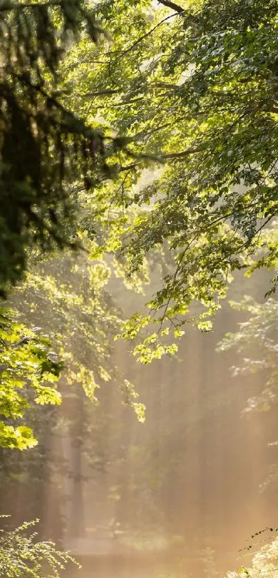 Sunlit forest path with lush green trees.