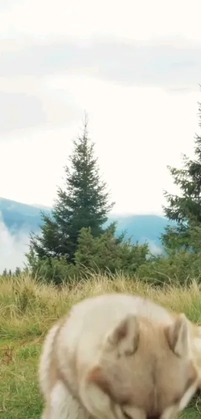 Wolf resting in a lush green forest with misty mountains in the background.