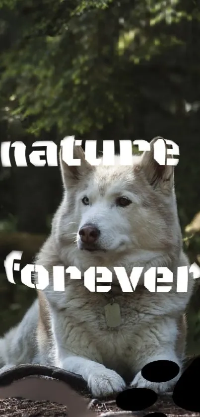 Wolf resting in forest with 'nature forever' text overlay.