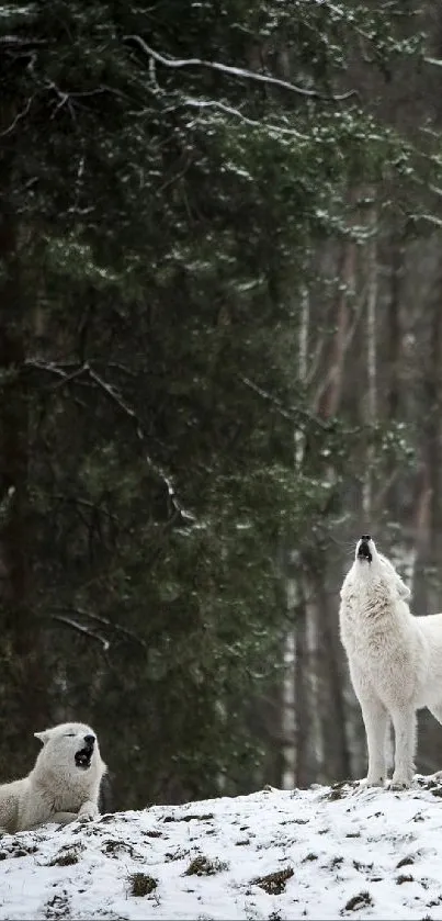 White wolves howling in a snowy forest.