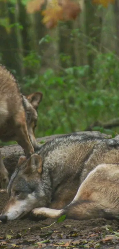 Tranquil wolves resting in a dense forest setting, nature wallpaper.