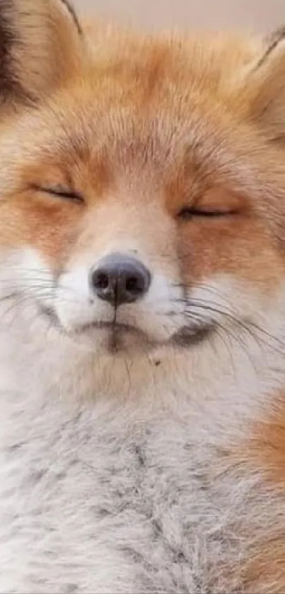 Serene close-up of a smiling fox with closed eyes.