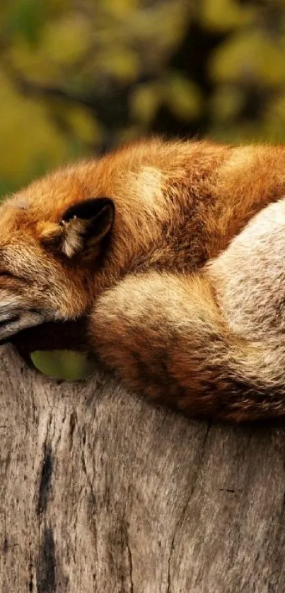 Sleeping fox on a log in a serene forest setting.