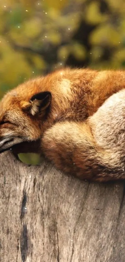 A fox rests on a tree stump with autumn leaves in the background.