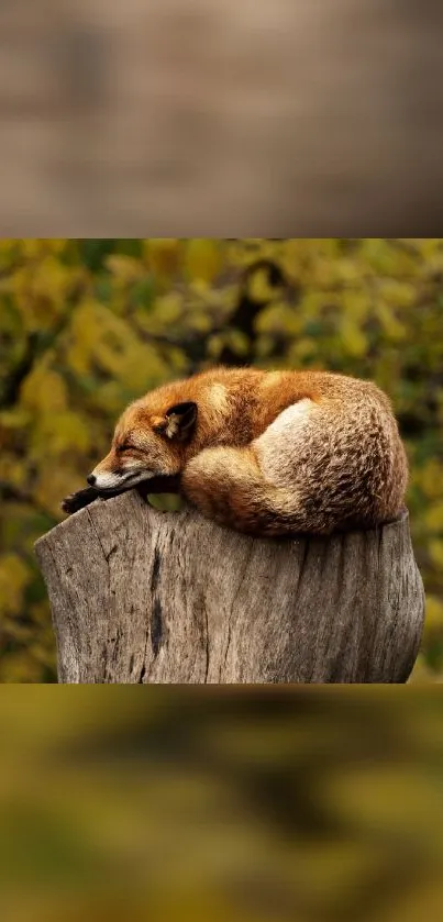 Fox resting on a tree stump with a golden autumn background.