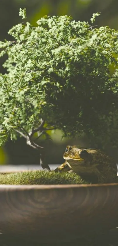 Frog sitting under a miniature tree in a wooden bowl.