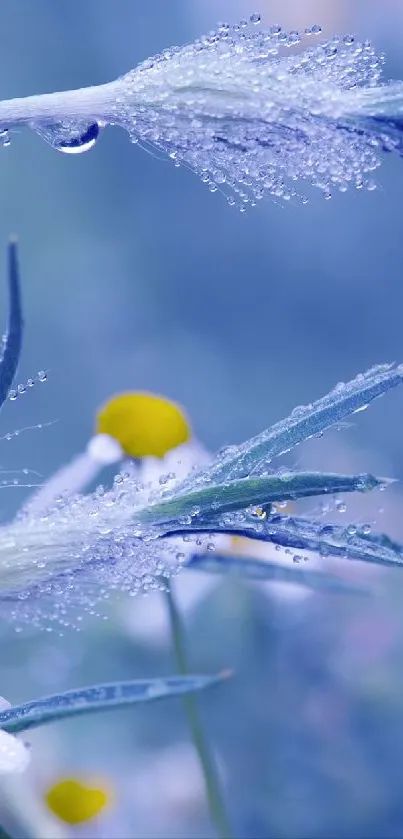 Frosted flowers with dew drops on a tranquil blue background.
