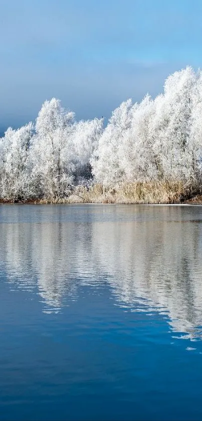 Frosted trees by a calm lake with clear sky reflection.