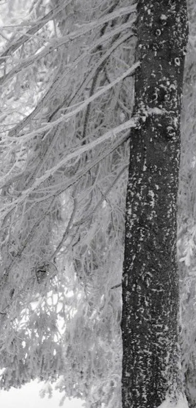 Snow-covered forest with frosty tree branches and a tranquil winter scene.