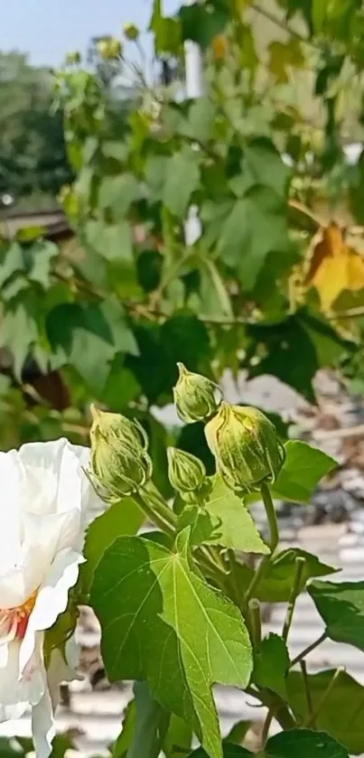 Closeup of a white flower in a lush green garden.