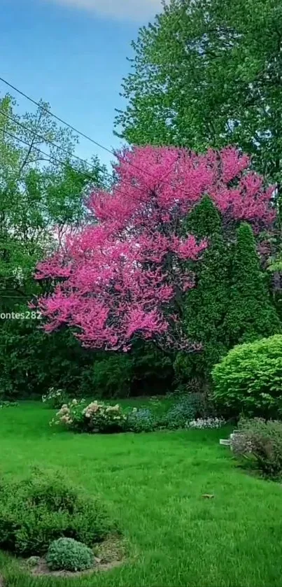 Pink blossoming tree in a green garden background.