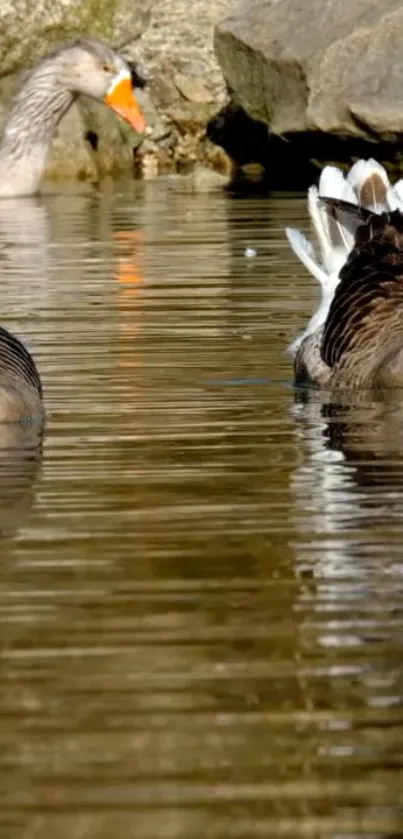 Geese glide across peaceful lake with reflections.