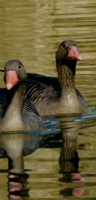 Two geese gliding across a golden pond, creating a serene and peaceful scene.