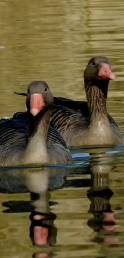 Two geese glide calmly on reflective water, creating a serene and natural scene.