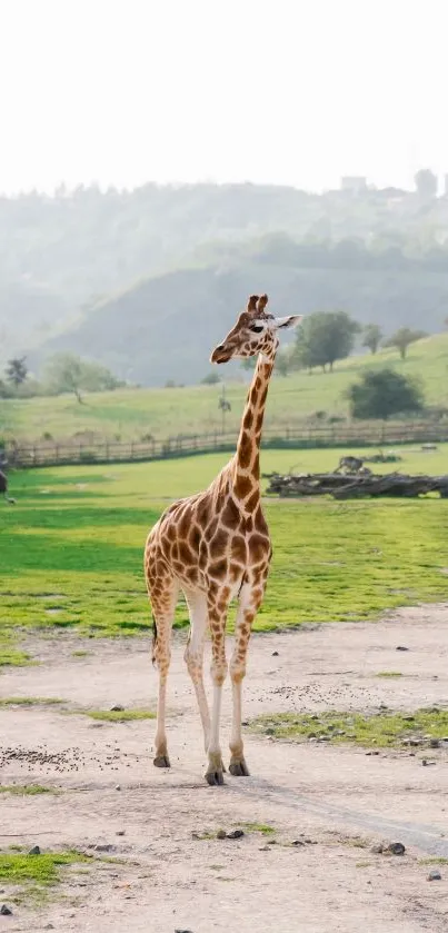 Giraffe stands in open savannah landscape with green hills background.