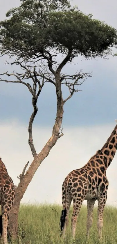 Giraffes standing near a tree on the safari with clear sky background.