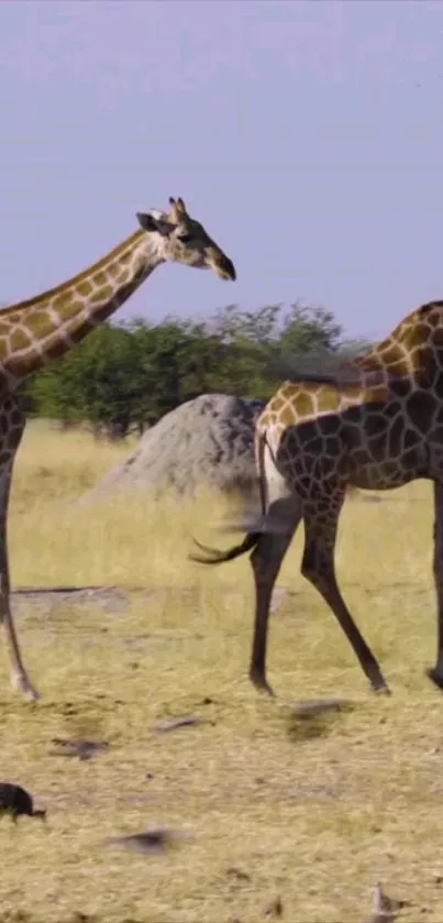 Two giraffes walking on a savanna with a turtle in the foreground.