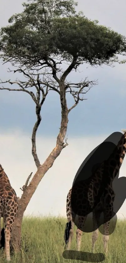 Two giraffes standing by a tree in a green grassland under a cloudy sky.