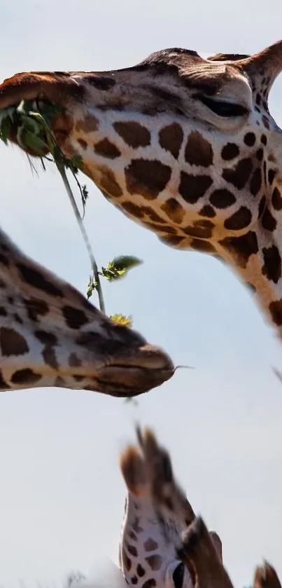 Graceful giraffes feeding in the wild, perfect for wildlife enthusiasts.