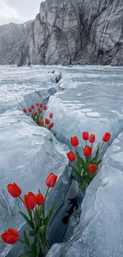 Red tulips emerging from icy crevices against rocky cliffs.