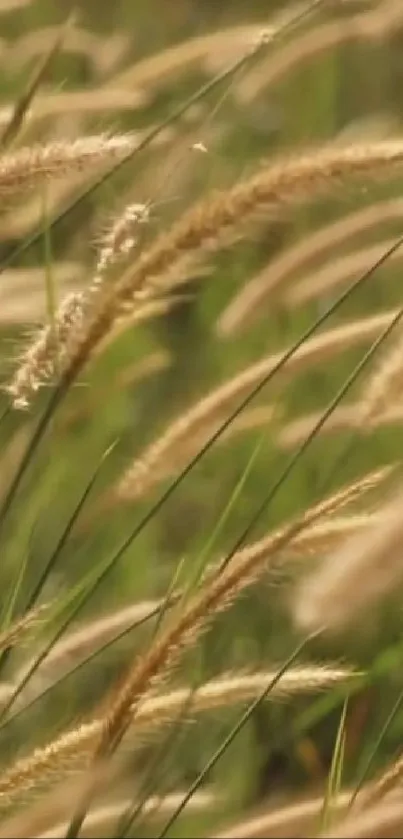 Golden grass swaying in the breeze on a sunny day.