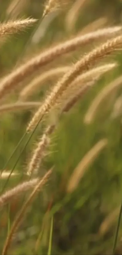 Serene golden grass field wallpaper with gentle green and brown tones.