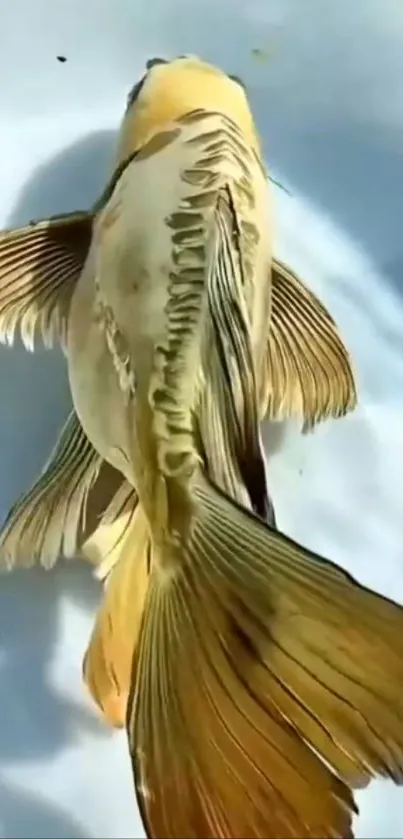 Golden koi fish swimming in clear water.