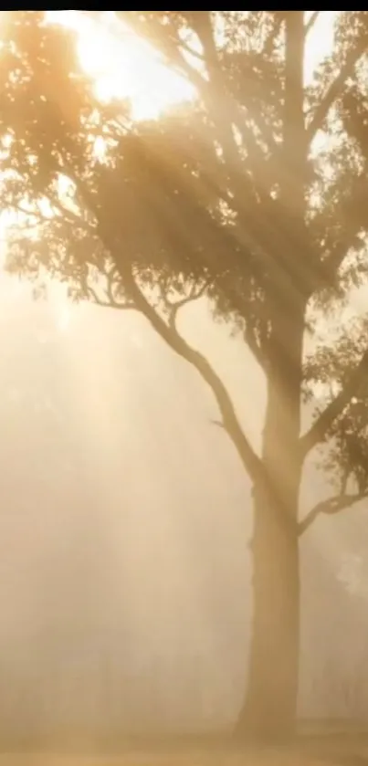 Serene tree in golden light with soft sunlight filtering through branches.