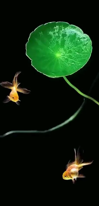 Goldfish swim under a green lily leaf on black background wallpaper.