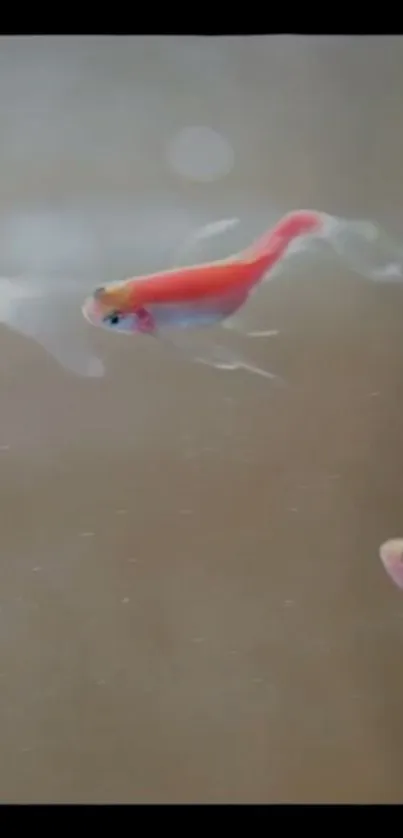 Tranquil goldfish swim in a serene underwater scene.