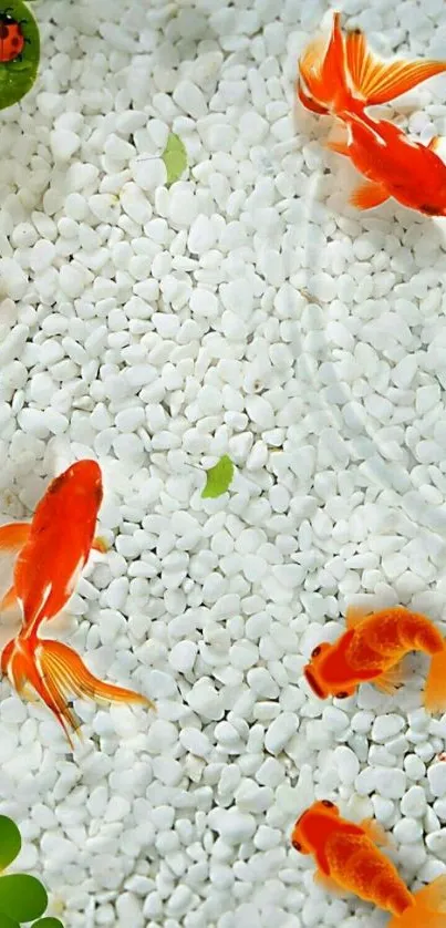 Serene wallpaper featuring goldfish swimming over white pebbles.