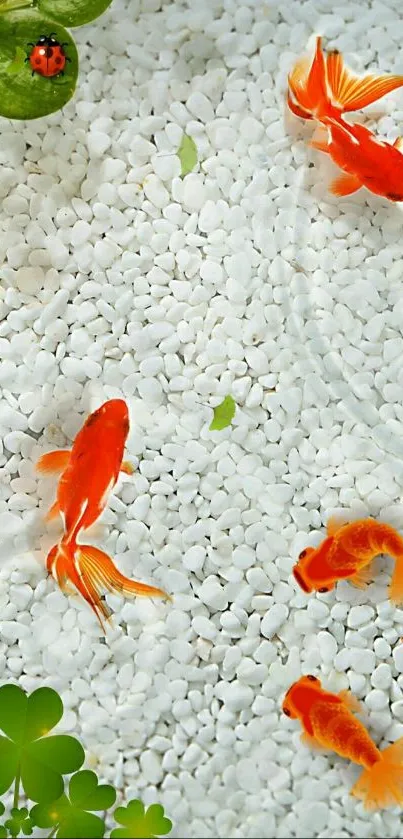 Goldfish swimming in a serene pond with white stones and green foliage.