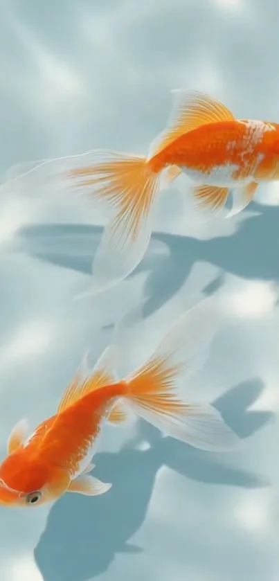 Two elegant goldfish gliding in water.