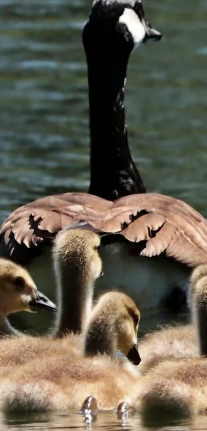 Goose with goslings on a calm lake.