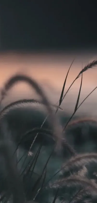 Serene grass silhouetted against a sunset sky.