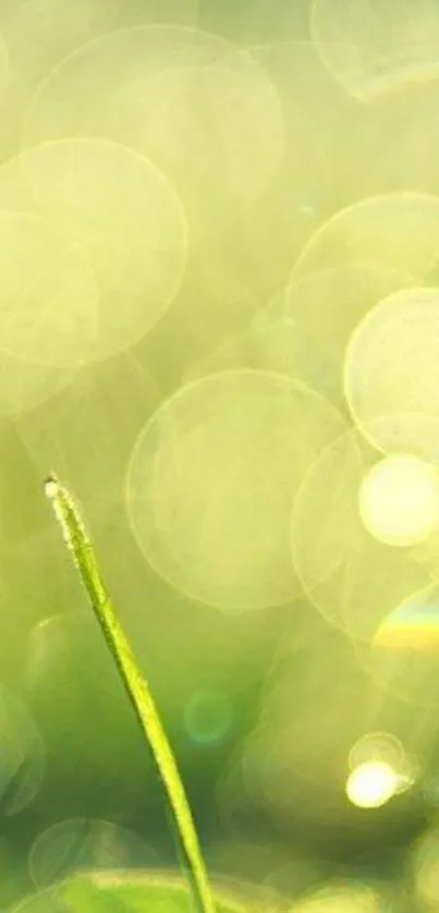 Glowing grass blade against a bokeh background.