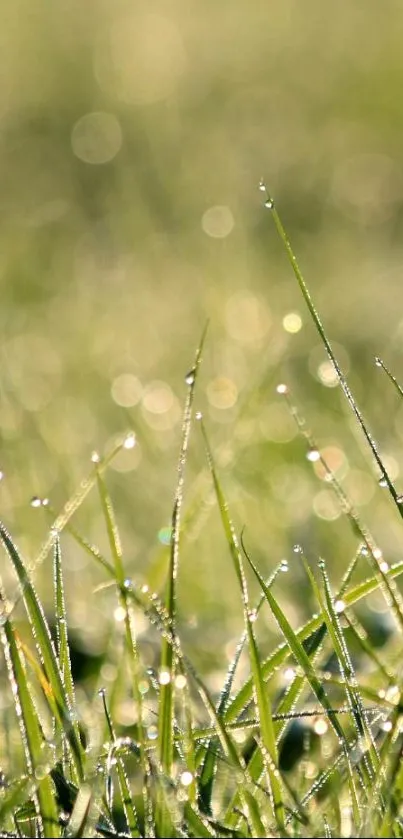 Close-up of green grass with morning dew drops.