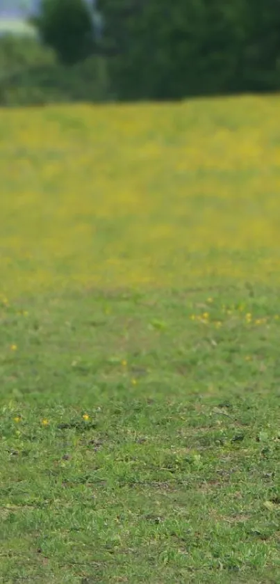 Serene grass field under soft sunlight in a tranquil nature setting.