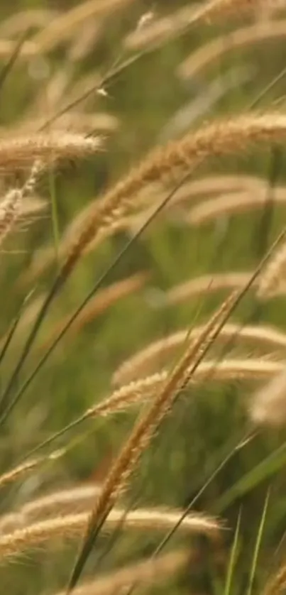 Close-up of brown grasses swaying in a green field, perfect for a serene mobile wallpaper.