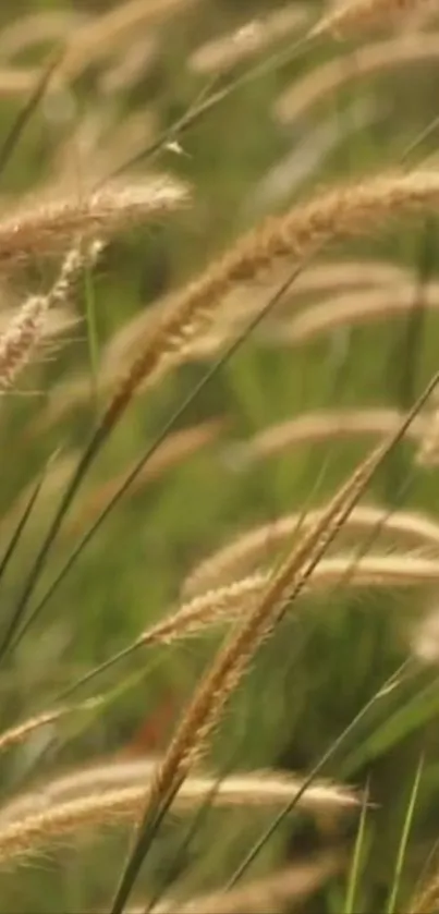 Serene grass field mobile wallpaper with earthy green hues.