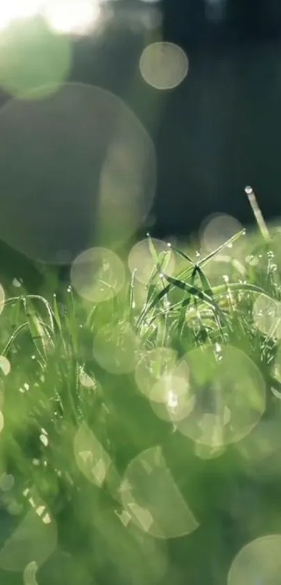 Mobile wallpaper of fresh grass with morning dew and soft light bokeh.